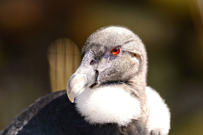 Hầu hết các loại kền kền, kể cả kền kền khoang cổ (hay còn gọi là thần ưng Andes) đều tiểu lên đôi chân của mình để tự làm mát khi thời tiết nóng bức.