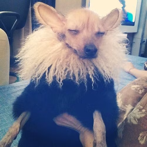 Bộ lông được tỉa tót, nhuộm màu, chăm sóc cẩn thận khiến chú chó này rất hài lòng.