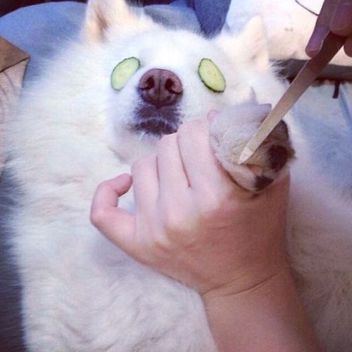 Chú chó này đang tận hưởng dịch vụ làm móng chuyên nghiệp ở Spa dành riêng cho thú cưng.