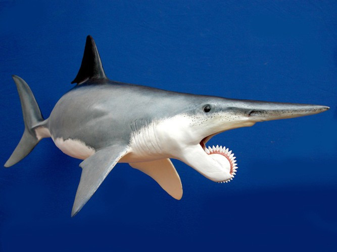 Helicoprion, loài thủy quái gây kinh hoàng với hàm răng lưỡi cưa xoay, có thể chẻ đôi bất cứ con mồi nào mà nó muốn nuốt. Nó đã sống sót qua thời kỳ Carbon, kỷ Permi, và ngay cả sự kiện tuyệt chủng lớn nhất trong lịch sử (thời kỳ 90% sự sống đã bị xóa sổ) nhưng lại bị tuyệt chủng trong giai đoạn Trias. (Nguồn Emgn)
