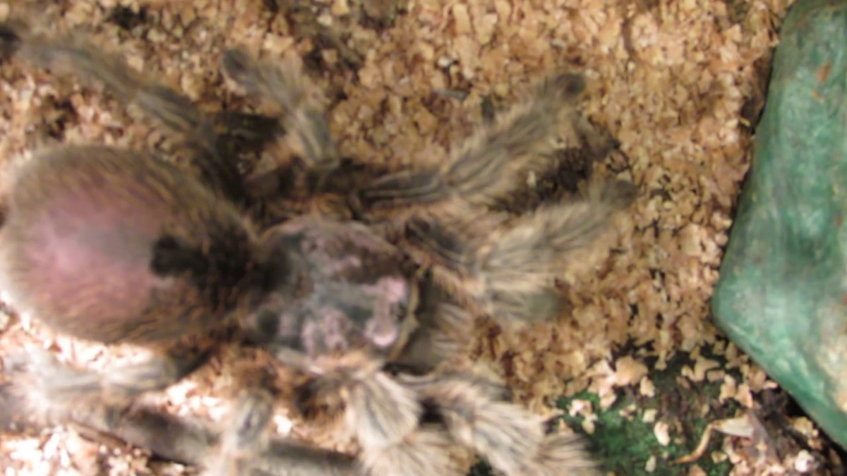 Chúng sở hữu những chiếc răng nanh dài lên tới 2,5cm, chứa đầy nọc độc cực mạnh đủ gây chết con mồi trong vòng vài giây.