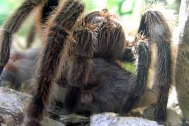 Chúng có thể có sải chân lên đến 30 cm và nặng 170 g.