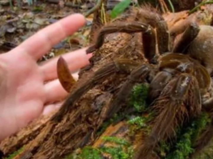 Tuy nhiên, dù có tên gọi "nhện ăn chim" nhưng thức ăn chủ yếu của chúng chỉ là côn trùng, ếch nhái và một số loài gặm nhấm như sóc, chuột.