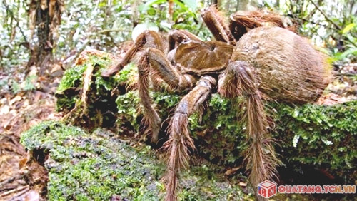 Nhện Goliath sinh sống chủ yếu ở vùng Amazon, Brazil và Venezuela...