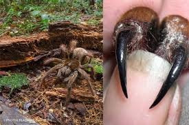 Tên gọi "nhện ăn chim" được một nhà thám hiểm đặt khi ông vô tình phát hiện loài nhện này đang ăn một con chim ruồi.