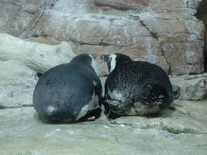 Cặp đôi chim cánh cụt quay mặt vào bên trong để tình tứ với nhau nhưng lại vô ý khoe vòng 3 xuất sắc dưới ra ngoài.