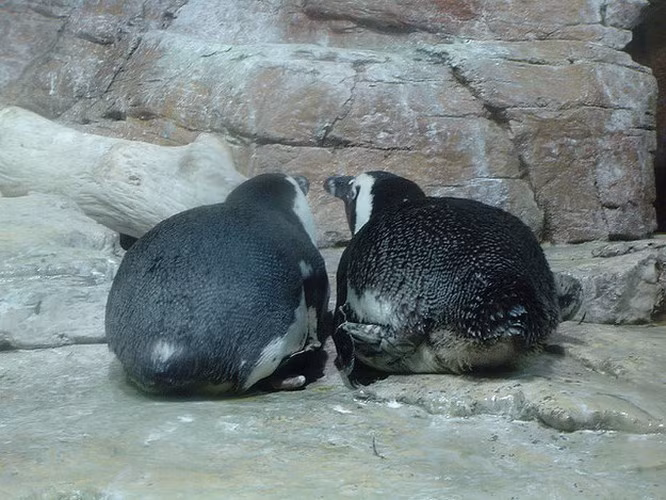 Cặp đôi chim cánh cụt quay mặt vào bên trong để tình tứ với nhau nhưng lại vô ý khoe vòng 3 xuất sắc dưới ra ngoài.