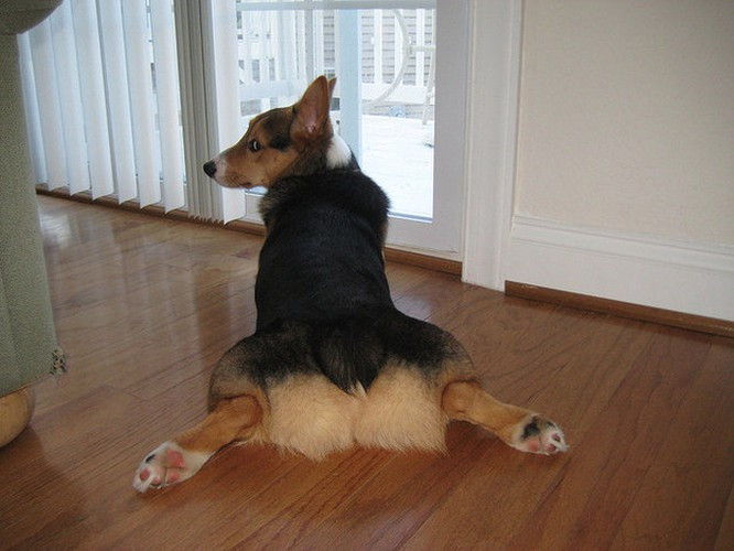 Màn khoe mông cực đáng yêu của chó Corgi.