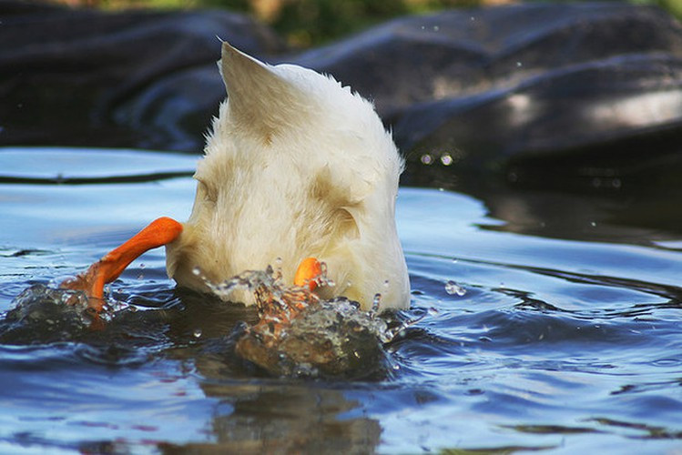 Không cố tình khoe phần dưới mà chú vịt này đang lặn xuống bắt cá dưới mặt nước.