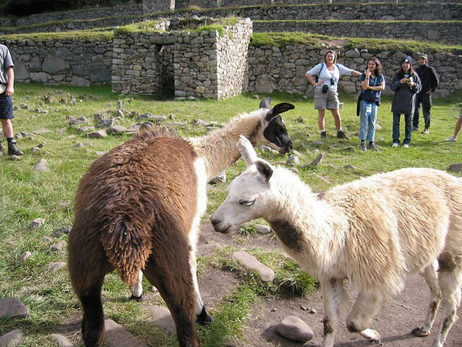 Chú lạc đà không bướu xinh xắn cũng cố tình khoe “vòng 3” cực đẹp của mình.