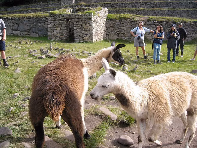 Chú lạc đà không bướu xinh xắn cũng cố tình khoe “vòng 3” cực đẹp của mình.
