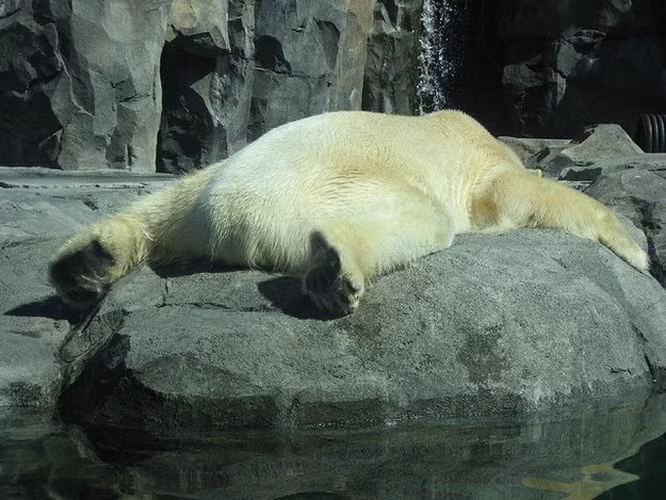 Chú gấu Bắc Cực đang thoải mái nghỉ ngơi trên tảng đá, không để ý đến việc khoe mông trước mặt người khác.