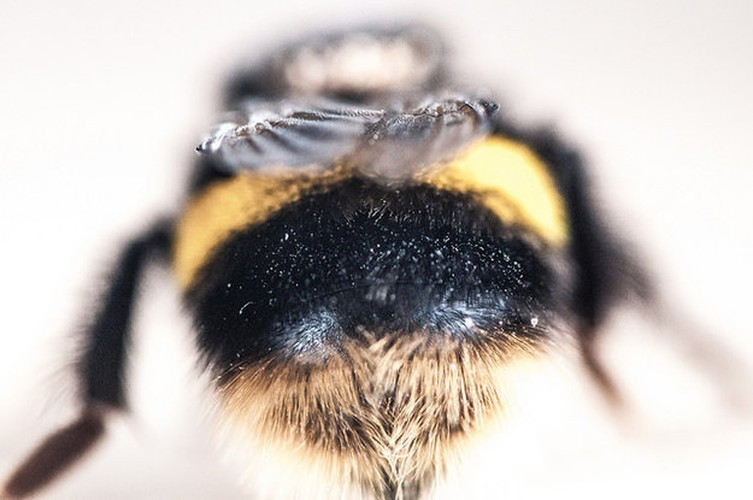 Tận mục bàn tọa đầy lông lá của con ong nghệ.