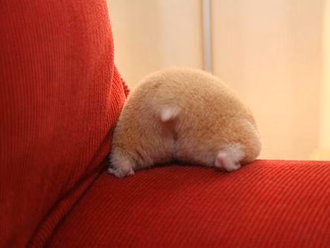 Không chỉ " nữ hoàng nội y" mới có vòng 3 hoàn hảo, những loài động vật đáng yêu cũng có màn khoe vòng 3 khiến con người phải lác mắt.