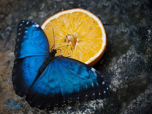 Bướm xanh, là một trong những loài động vật sặc sỡ nhất của vương quốc động vật, một vài cá thể bướm cũng sở hữu màu xanh đại dương trầm buồn, lôi cuốn.