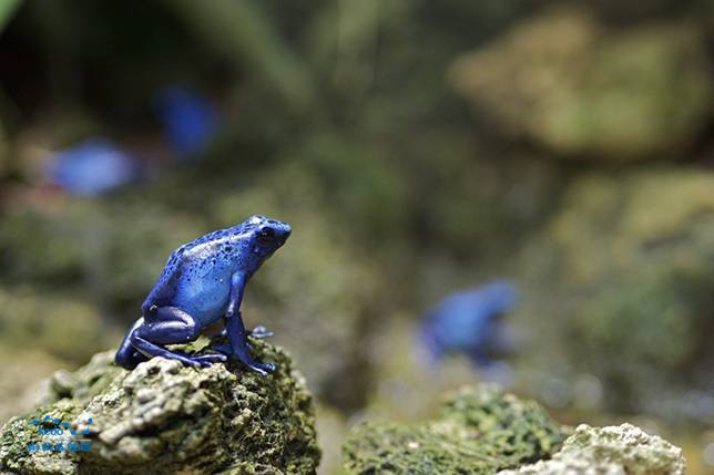 Ếch phi tiêu độc, loài ếch này thường có màu sắc rất sặc sỡ. Một số con ếch trong loài sở hữu sắc xanh biếc cực đẹp nhưng cũng cực độc.