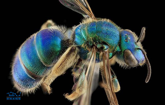  Sinh vật xanh đặc biệt này là ong mồ hôi, tên khoa học là Augochloropsis sumptuosa, đây là một loài ong hiếm gặp với màu xanh vô cùng độc đáo.