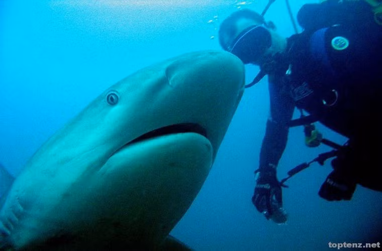 Ong bắp cày. Nhiều loài ong bắp cày khá hung hãn và có những cú chích rất đau và độc. Thực tế là phần lớn các loài ong bắp cày đều không đốt người hay thậm chí là không có vòi. Nó có vai trò quan trọng trong việc thụ phấn hoa và kiểm soát các loài côn trùng khác.