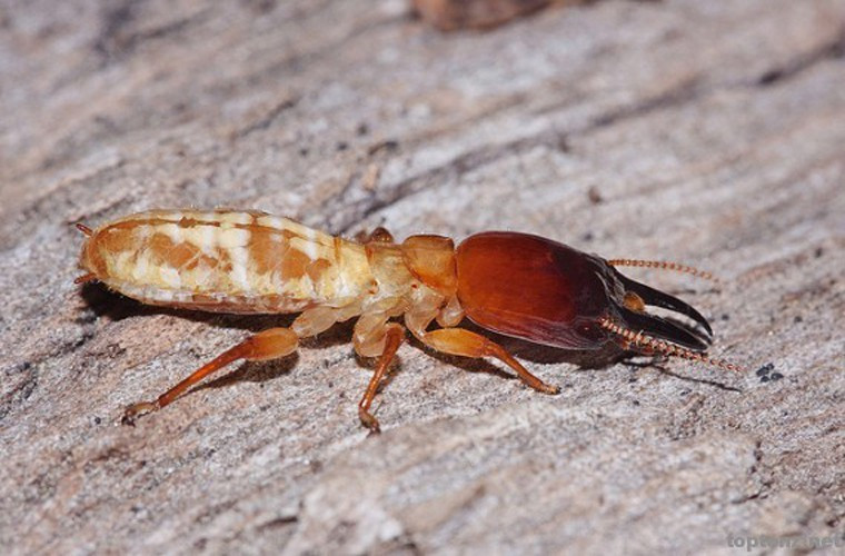 Mối. Chúng ta chỉ biết mối là loài gây nguy hại tới các đồ gỗ mà chúng ta đang dùng, nó có thể gây thiệtt hại hàng tỉ USD mỗi năm mà quên mất rằng nó cũng góp phần tái sinh lại rừng trên hành tinh của chúng ta.