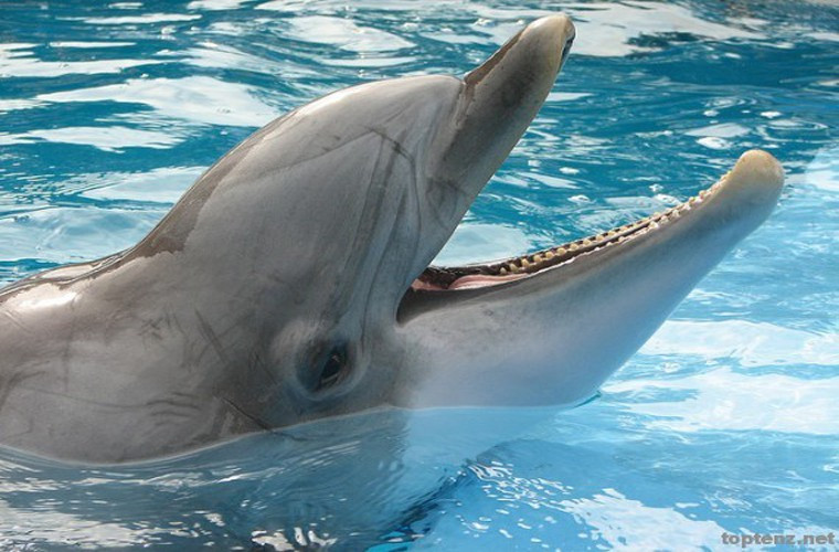 Cá mập. Đây là một trong những sát thủ đáng sợ nhất trong tự nhiên, tuy nhiên chúng ta không thể phủ nhận được vai trò của nó trong việc kiểm soát số lượng cá, duy trì sự cân bằng cần thiết trong cùng một môi trường sống. Cá mập cũng khá thông minh, nó có thể “được thuần phục”.