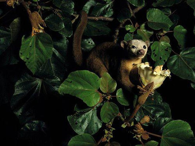 Trong gia đình gấu trúc, gấu trúc Potôt nhỏ hơn gấu trúc Mỹ nhưng vẫn có hàm răng rất sắc nhọn và khó thuần hóa. Loài này đặc biệt không thích bị đánh thức vào ban ngày, và có thể phát ra tiếng hét khá lớn và tấn công bằng các cào và cắn chủ.