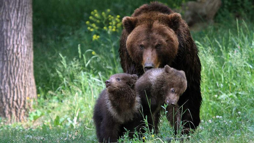 Những con gấu tuy rất to lớn nhưng ngoại hình của nó lại khiến chúng ta thấy dễ thương và muốn âu yếm. Nhưng thực tế việc nuôi gấu như thú cưng rất nguy hiểm, con vật có thể đánh bật, hoặc thậm chí giết bạn với một cú đánh nhanh bằng chân.