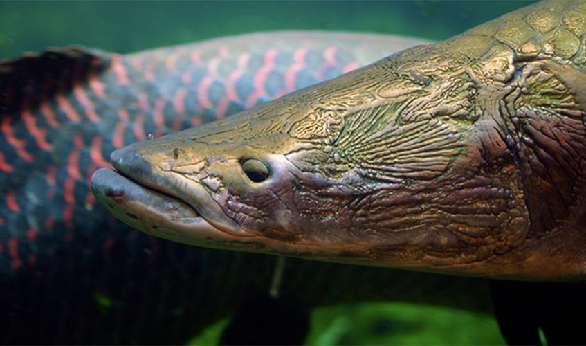 Cá hải tượng long Arapaimam, một trong những loài cá nước ngọt lớn nhất trên thế giới được phát hiện ở Amazon vào năm 1829. Cá hải tượng long có thể đạt đến độ dài hơn 2m, thậm chí còn có những con dài hơn 2,5m với trọng lượng lên tới 100kg. Kỷ lục có con cá hải tượng long nặng tới 200kg.