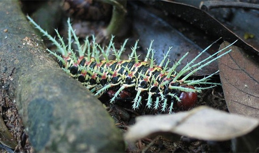 Rừng mưa Amazon còn là nơi trú ẩn của hơn một nửa các loài động vật trên thế giới. Ước tính có khoảng 10 triệu loài động vật xem rừng Amazon là nhà.