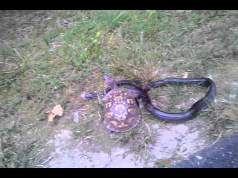 Thức ăn chủ yếu của chúng là những con cá nhỏ.