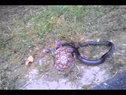 Thức ăn chủ yếu của chúng là những con cá nhỏ.