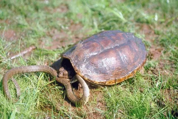 Một số loài rùa không ăn phải đồ có độc, giống như con rắn nước này.