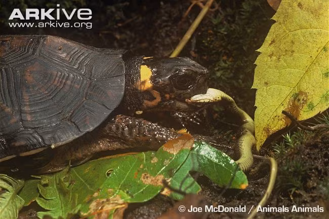 Rùa Clemmys muhlenbergii ngậm chặt đầu rắn cho đến khi con mồi chết hẳn rồi mới từ từ ăn.