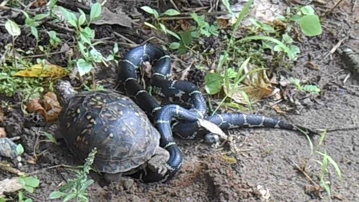 Thực tế, thịt rắn không phải là món ăn ưa thích của rùa nên những bức ảnh ghi lại khoảnh khắc rùa ăn rắn khá hiếm. Tuy nhiên, bất cứ khi nào có cơ hội, rùa cũng biết tận dụng để đổi món, chẳng hạn như món giun đất này.