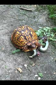 Tuy có vẻ chậm chạp nhưng lúc cần thiết chúng vẫn hết sức nhanh nhẹn, bắt cá một cách nhanh gọn. Ngoài ra, đa số các loài rùa cạn thường “ăn chay” các loại rau, củ quả như dâu tây, táo,…