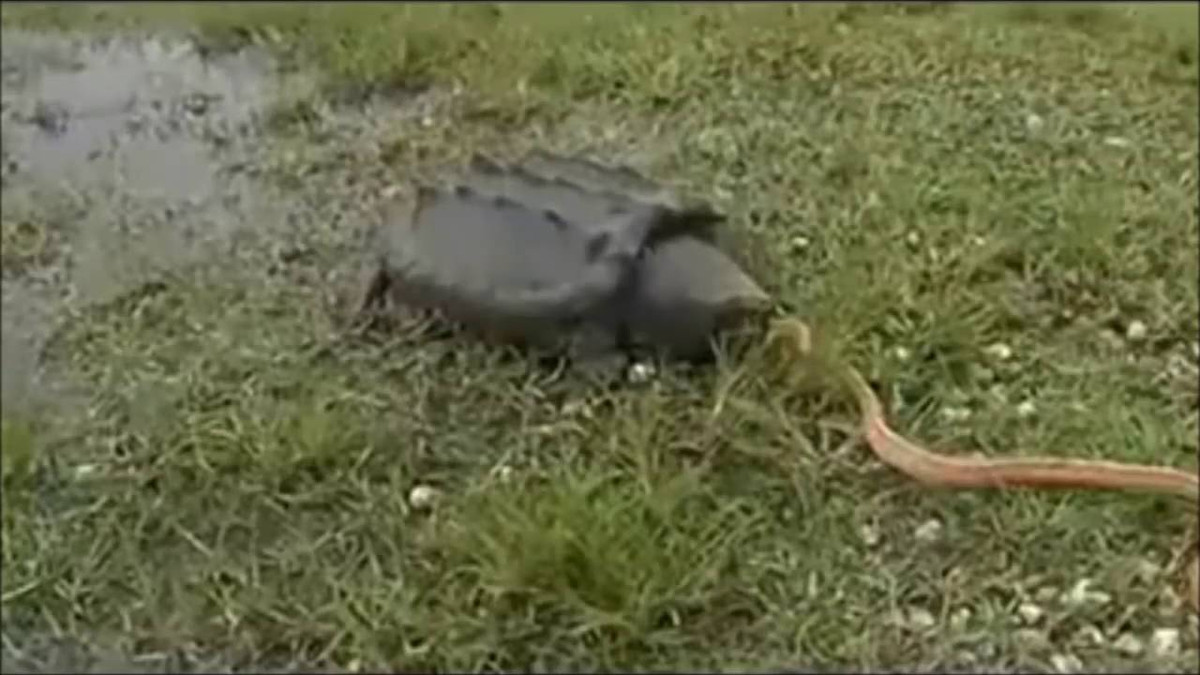 Thực tế, thịt rắn không phải là món ăn ưa thích của rùa nên những bức ảnh ghi lại khoảnh khắc rùa ăn rắn khá hiếm. Tuy nhiên, bất cứ khi nào có cơ hội, rùa cũng biết tận dụng để đổi món, chẳng hạn như món giun đất này.