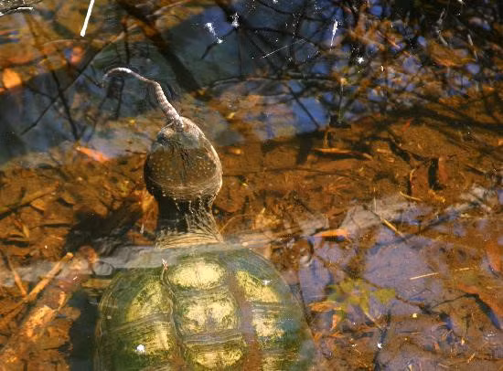 Con rắn đáng thương chỉ còn lại một mẩu đuôi thò ra từ miệng rùa.