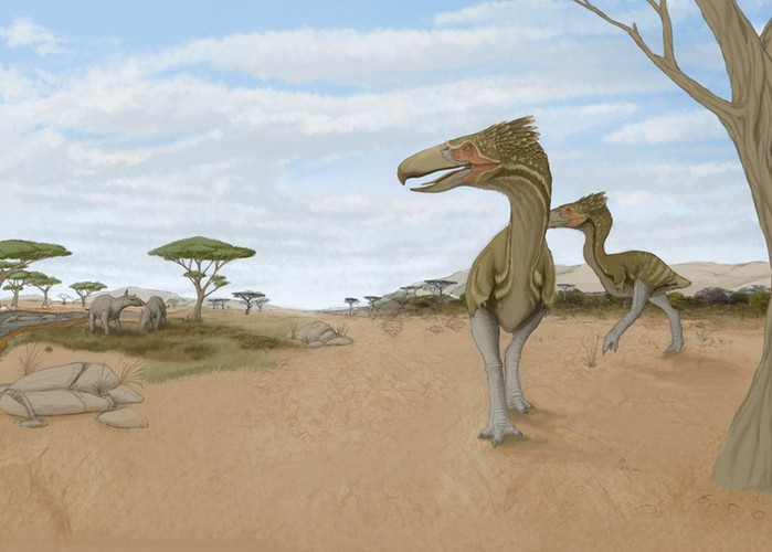 Kelenken, là loài chim "khủng bố", cai trị Nam Mỹ khoảng 15 triệu năm trước. Chúng ăn thịt và khiến cho các loài động vật khóc thét mỗi khi chạm trán bởi chỉ cần gặp Kelenken, chắc chắn chúng sẽ trở thành thức ăn của nó. (Nguồn Emgn)