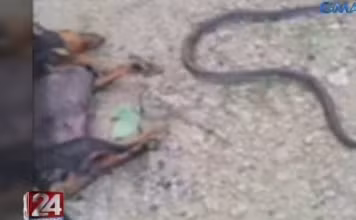 Cho kich chien ran ho mang bao ve chu va ket tang thuong