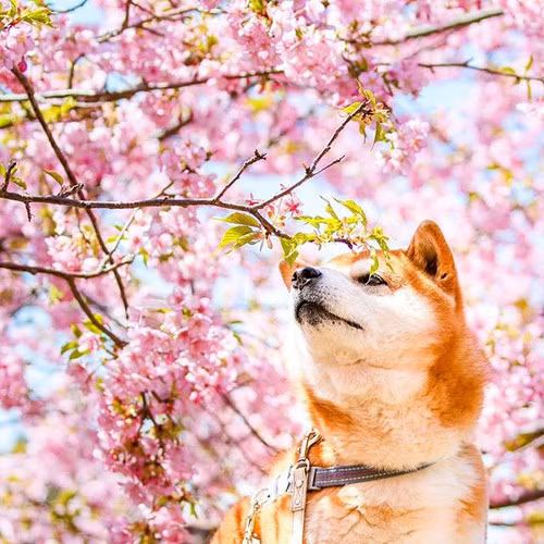 Theo Masayo Ishizuki, Hachi thực sự nổi bật và thu hút trên phông nền là hàng triệu bông hoa nở rộ trong công viên.
