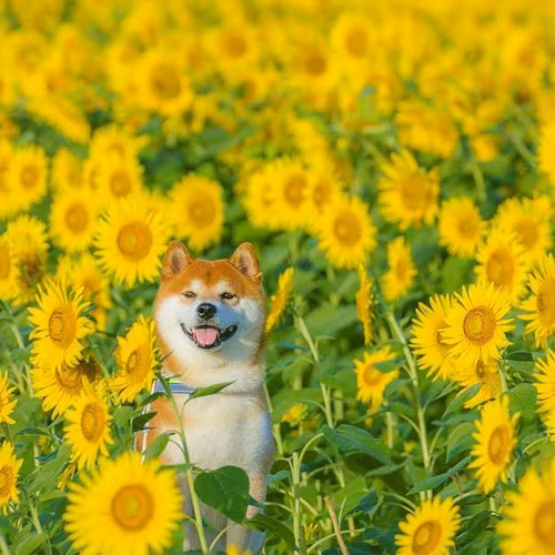 Hachi khiến nhiều người phải ngưỡng mộ với gương mặt "không góc chết" và những bức ảnh long lanh bên biển hoa tuyệt đẹp.