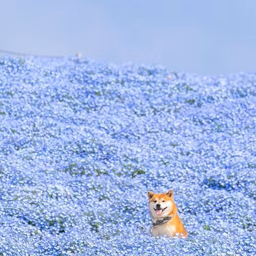 Chú chó thường xuyên nở nụ cười rạng rỡ, khoe vẻ đáng yêu khó cưỡng của mình.