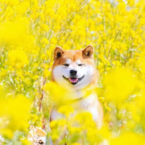 Masayo Ishizuki cho biết, cô đã bắt đầu chụp ảnh Hachi từ năm 2012 và cũng đăng tải những hình ảnh đó lên một trang Instagram riêng của chú chó cưng.