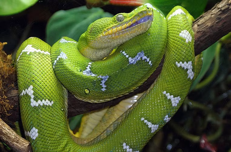 Trăn ngọc lục bảo ở rừng Amazon là một trong số ít những loài rắn không có nọc độc. Tuy nhiên, chúng lại có cơ rất khỏe mạnh để siết chết con mồi. Màu sắc độc đáo của loài trăn này cũng chính là vũ khí bí mật để ngụy trang và săn mồi.