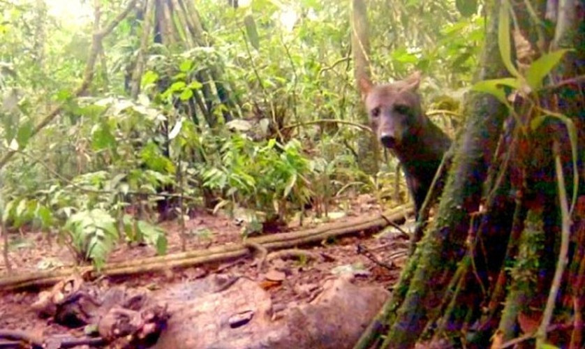 Rừng rậm Amazon cũng là nơi sinh sống của giống chó quý hiếm nhất trên thế giới. Dù tin hay không thì đến rừng Amazon, bạn thậm chí dễ dàng bắt gặp những chú báo đốm đi qua hơn là được tận mắt thấy giống chó tai ngắn này. Những chú chó này rất nhút nhát và hoàn toàn khác biệt với những loài thú khác. Mời quý vị xem video: Cuộc sống biệt lập của thổ dân Amazon