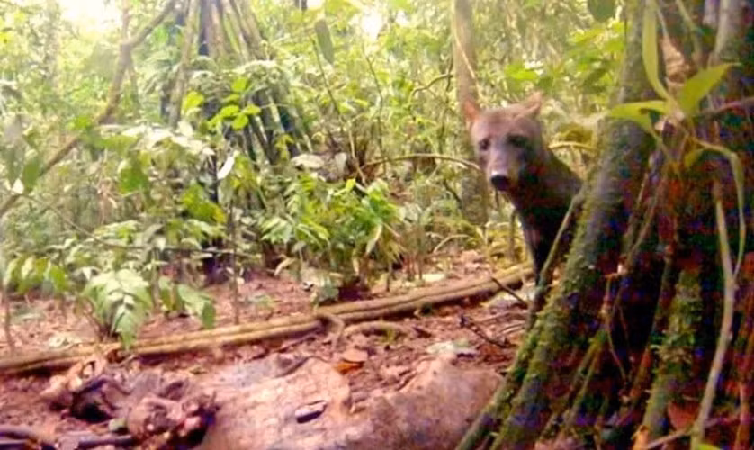 Rừng rậm Amazon cũng là nơi sinh sống của giống chó quý hiếm nhất trên thế giới. Dù tin hay không thì đến rừng Amazon, bạn thậm chí dễ dàng bắt gặp những chú báo đốm đi qua hơn là được tận mắt thấy giống chó tai ngắn này. Những chú chó này rất nhút nhát và hoàn toàn khác biệt với những loài thú khác. Mời quý vị xem video: Cuộc sống biệt lập của thổ dân Amazon