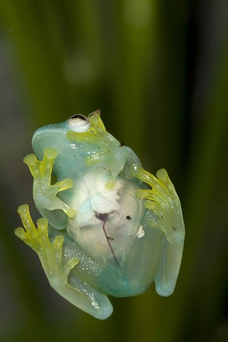Ếch thủy tinh Ếch thủy tinh (glass frog) thuộc họ lưỡng cư Centrolenidae, có tên khoa học là Hyalinobatrachium valerioi. Kích thước của ếch thủy tinh không lớn, chúng thường dài từ 3 đến 7,5 cm. Chúng chủ yếu hoạt động vào ban đêm. Hiện giới khoa học chưa biết loài ếch này ăn gì, nhưng họ cho rằng chúng có thể ăn côn trùng nhỏ. Lớp da dưới bụng của loài ếch này khá trong nên có thể nhìn thấy tim, gan, đường tiêu hóa của chúng.