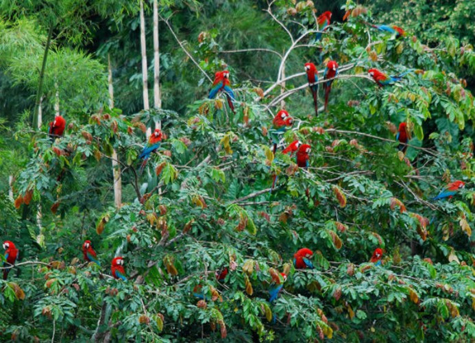  Rừng Amazon ẩn chứa nhiều điều thú vị. Những chú chim trông như đang “mọc” ra từ những cành cây là nét đặc trưng cho sự đa dạng sinh học ở rừng rậm Amazon. Những chú vẹt đuôi dài Nam Mỹ là một trong số hơn 2000 loài chim và động vật trong rừng. Ngoài ra, rừng Amazon còn có khoảng 2,5 triệu loài côn trùng, 2.200 loài cá và 40.000 loài thực vật.