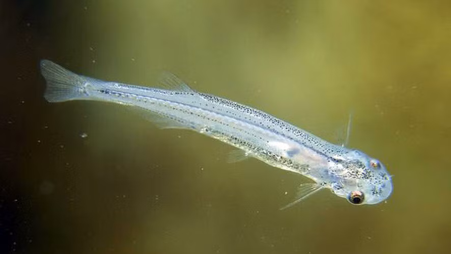 Cá candiru Đây có lẽ là loài động vật nước ngọt đáng sợ nhất, dù kích thước của nó khá bé nhỏ. Về bản chất, candiru thuộc vào họ cá da trơn nhưng chúng luôn sống bằng cách ăn thịt những con cá lớn hơn ở Amazon. Chúng cũng rất hiếu chiến và sẵn sàng cắn người nếu tình cờ đụng độ.