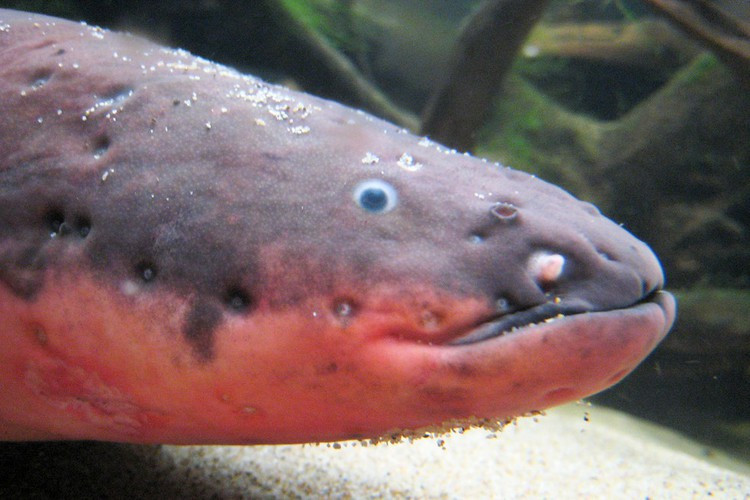 Lươn điện. Ngay từ cái tên người ta đã phát hoảng với khả năng đáng kinh ngạc của loài vật này. Loài vật có sức mạnh để tạo ra luồng điện giật lên đến khoảng 860 volt, luồng điện đủ để giết chết những đối thủ mạnh nhất.