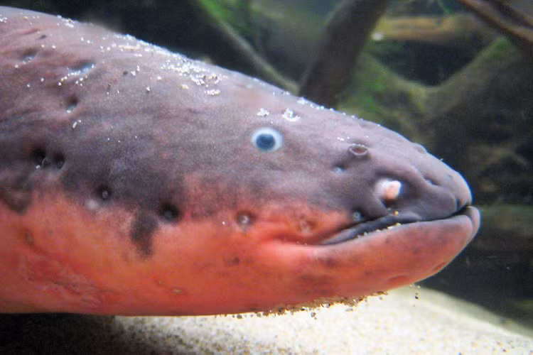 Lươn điện. Ngay từ cái tên người ta đã phát hoảng với khả năng đáng kinh ngạc của loài vật này. Loài vật có sức mạnh để tạo ra luồng điện giật lên đến khoảng 860 volt, luồng điện đủ để giết chết những đối thủ mạnh nhất.